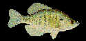 Crappie